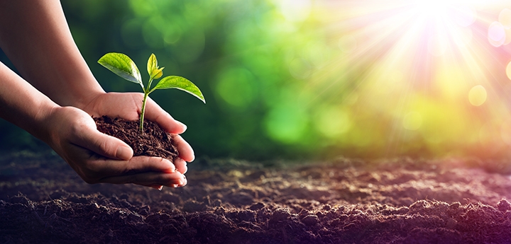 Person Planting Seedling