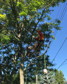 London Hydro Employee trimming tree near power line
