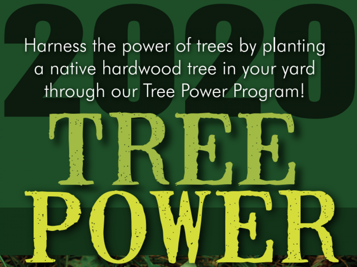 Tree Power Program Tree Power Program