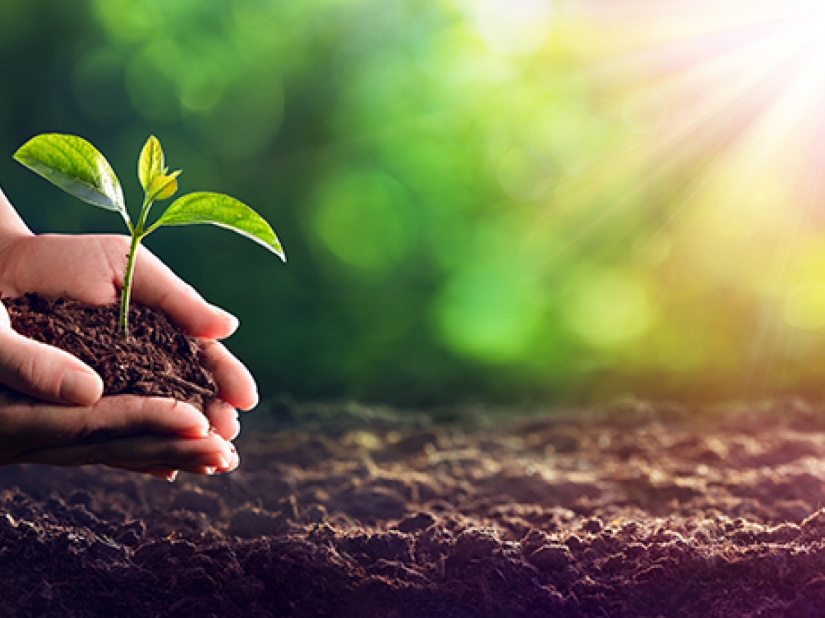 Person Planting Seedling