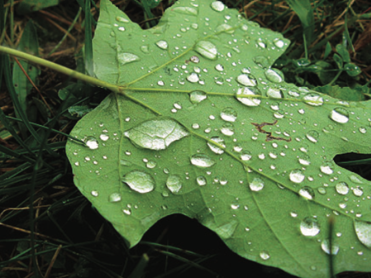 Tree Power Program leaf with water droplets on it