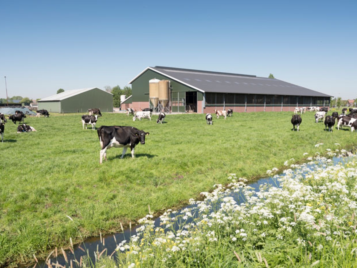 cows-in-pasture